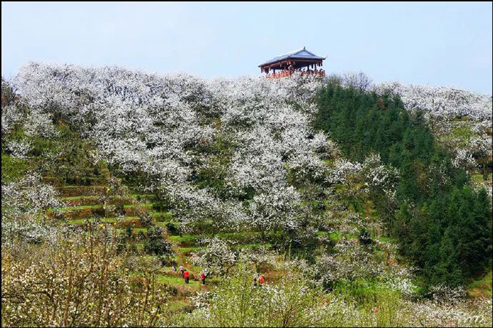 【春天，广西桂林灌阳县向您发出邀请！】我们在灌阳看梨花 - 游山玩水 - 吕梁生活社区 - 吕梁28生活网 lvliang.28life.net