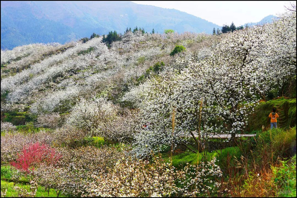 【春天，广西桂林灌阳县向您发出邀请！】我们在灌阳看梨花 - 游山玩水 - 吕梁生活社区 - 吕梁28生活网 lvliang.28life.net