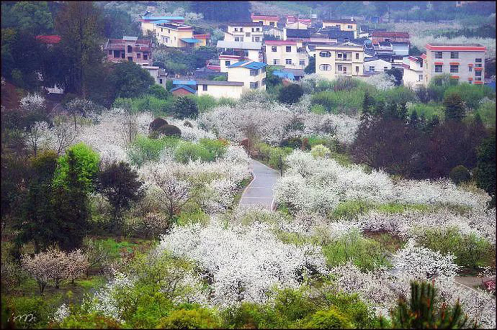 【春天，广西桂林灌阳县向您发出邀请！】我们在灌阳看梨花 - 游山玩水 - 吕梁生活社区 - 吕梁28生活网 lvliang.28life.net