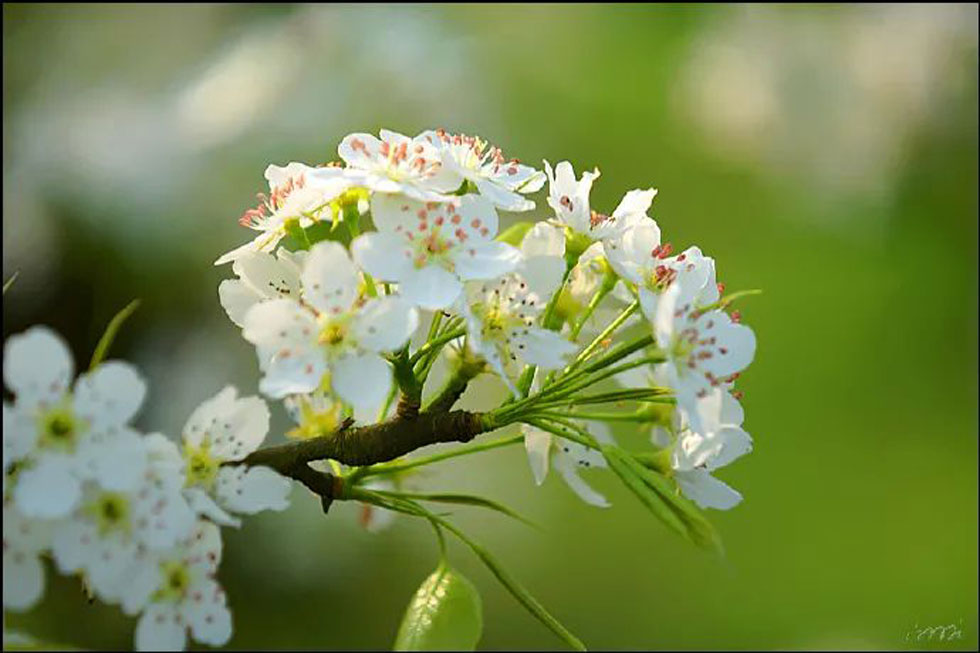 【春天，广西桂林灌阳县向您发出邀请！】我们在灌阳看梨花 - 游山玩水 - 吕梁生活社区 - 吕梁28生活网 lvliang.28life.net