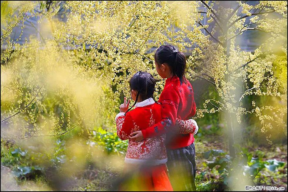 【春天，广西桂林灌阳县向您发出邀请！】米珠山前有片山苍子花在飘香 - 游山玩水 - 吕梁生活社区 - 吕梁28生活网 lvliang.28life.net