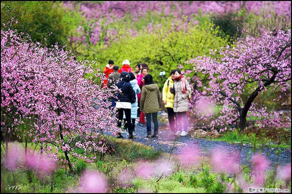 【春天，广西桂林灌阳县向您发出邀请！】官庄村有个醉美的桃花园 - 游山玩水 - 吕梁生活社区 - 吕梁28生活网 lvliang.28life.net