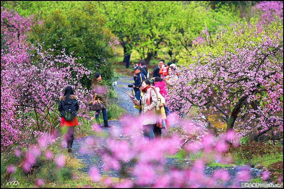 【春天，广西桂林灌阳县向您发出邀请！】官庄村有个醉美的桃花园 - 游山玩水 - 吕梁生活社区 - 吕梁28生活网 lvliang.28life.net