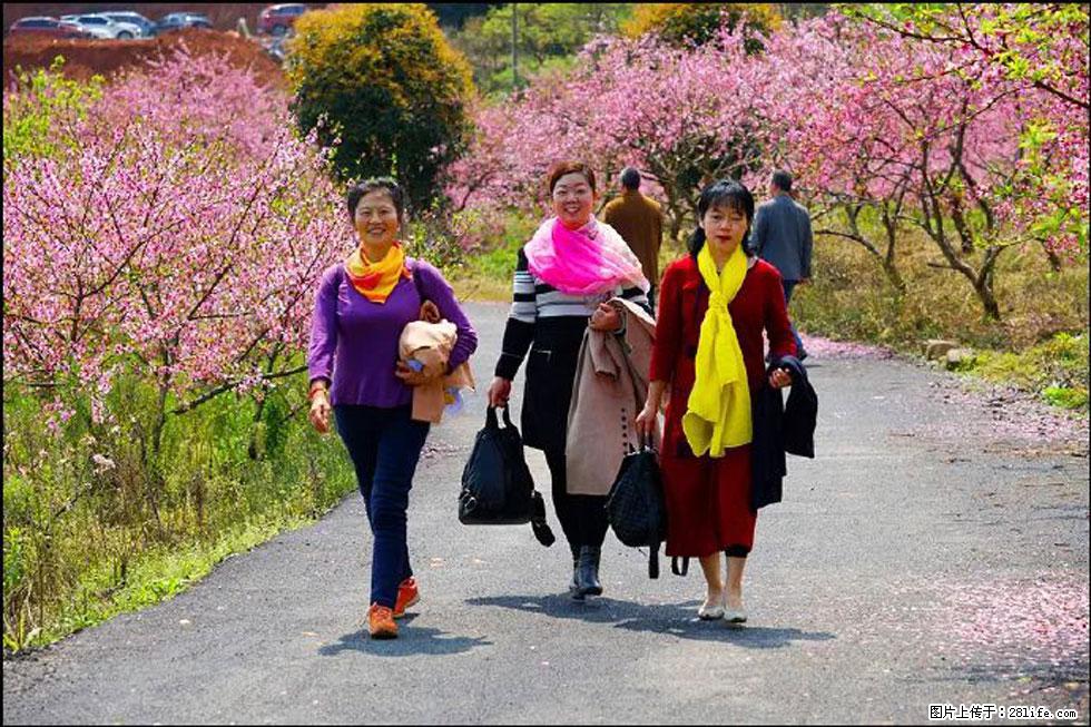 【春天，广西桂林灌阳县向您发出邀请！】官庄村有个醉美的桃花园 - 游山玩水 - 吕梁生活社区 - 吕梁28生活网 lvliang.28life.net
