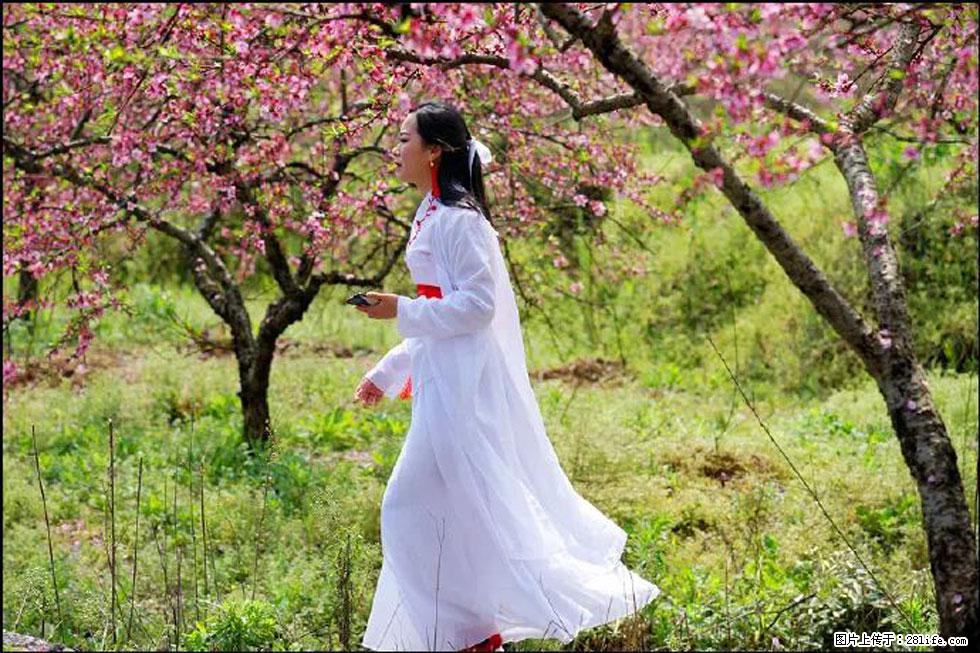 【春天，广西桂林灌阳县向您发出邀请！】官庄村有个醉美的桃花园 - 游山玩水 - 吕梁生活社区 - 吕梁28生活网 lvliang.28life.net