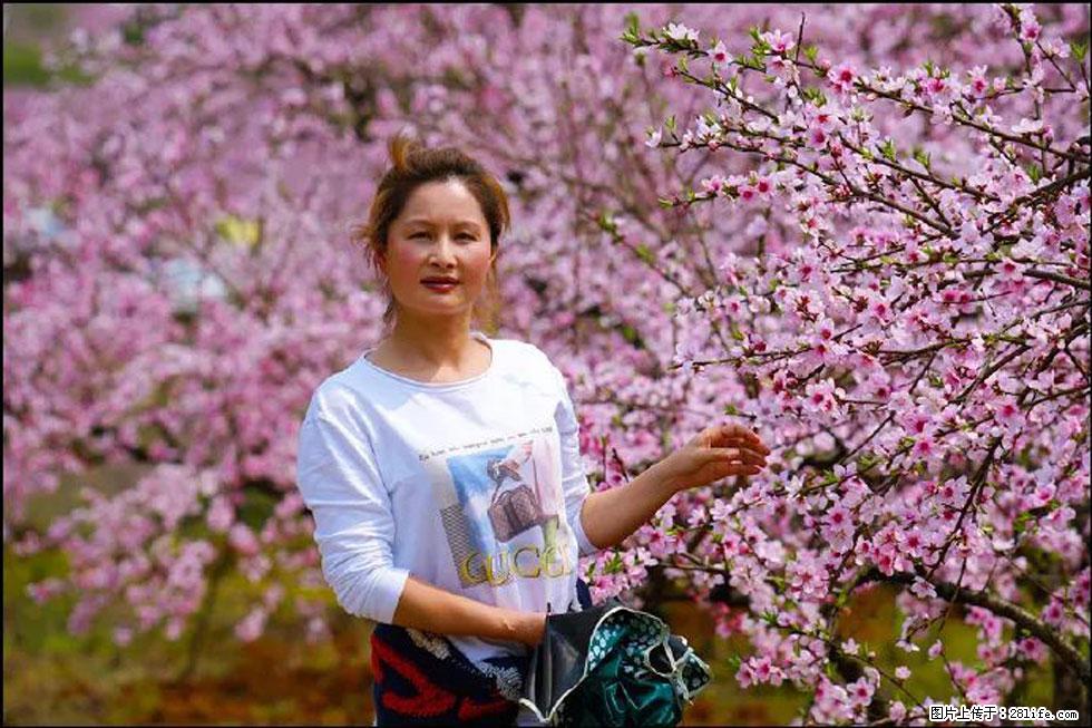 【春天，广西桂林灌阳县向您发出邀请！】官庄村有个醉美的桃花园 - 游山玩水 - 吕梁生活社区 - 吕梁28生活网 lvliang.28life.net