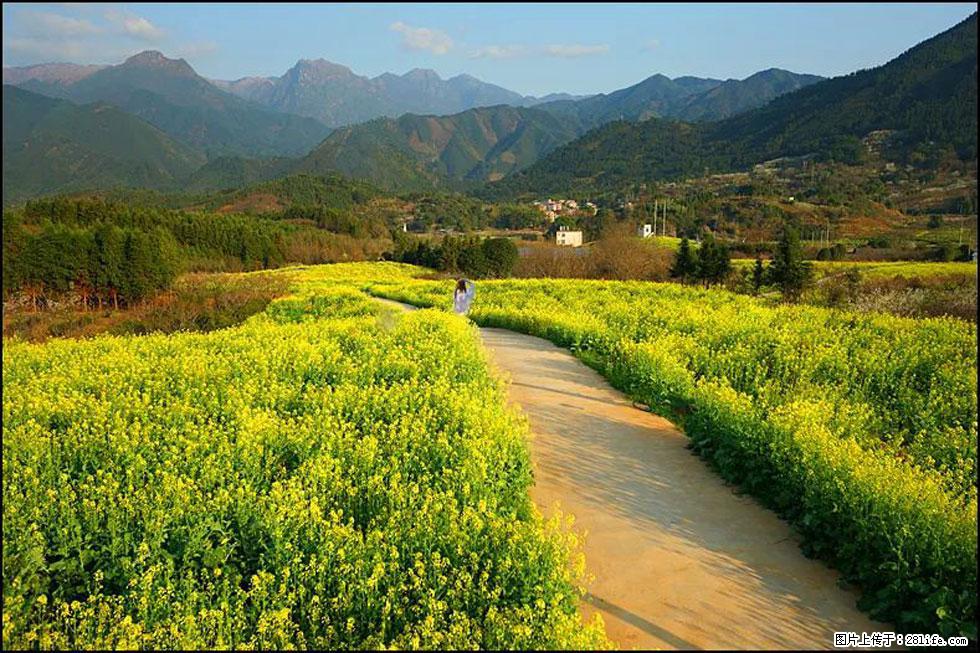 【春天，广西桂林灌阳县向您发出邀请！】长坪村油菜盛情花开 - 游山玩水 - 吕梁生活社区 - 吕梁28生活网 lvliang.28life.net