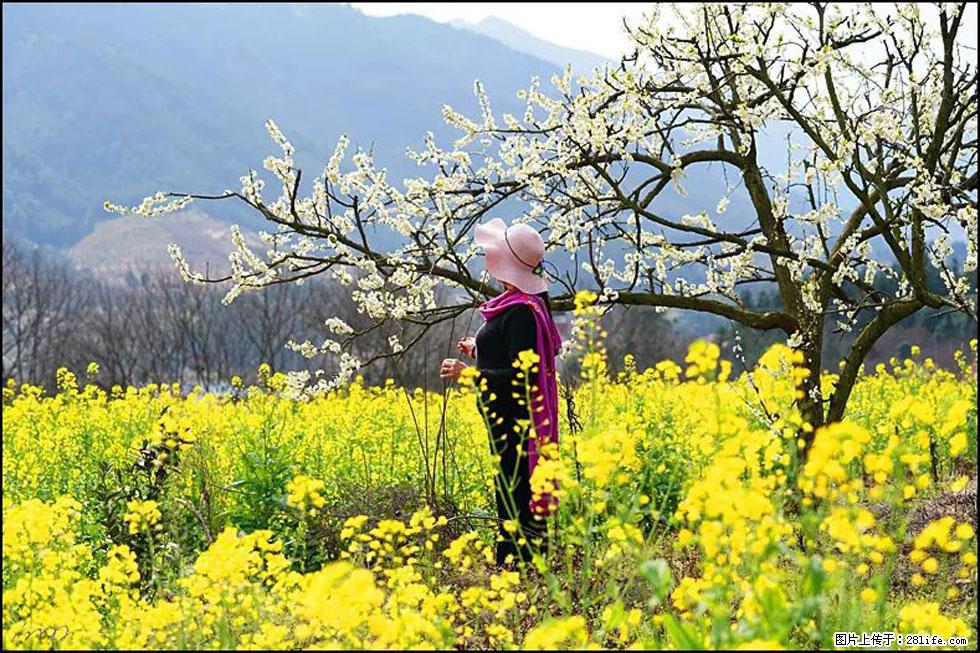【春天，广西桂林灌阳县向您发出邀请！】长坪村油菜盛情花开 - 游山玩水 - 吕梁生活社区 - 吕梁28生活网 lvliang.28life.net