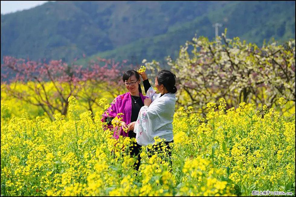 【春天，广西桂林灌阳县向您发出邀请！】长坪村油菜盛情花开 - 游山玩水 - 吕梁生活社区 - 吕梁28生活网 lvliang.28life.net