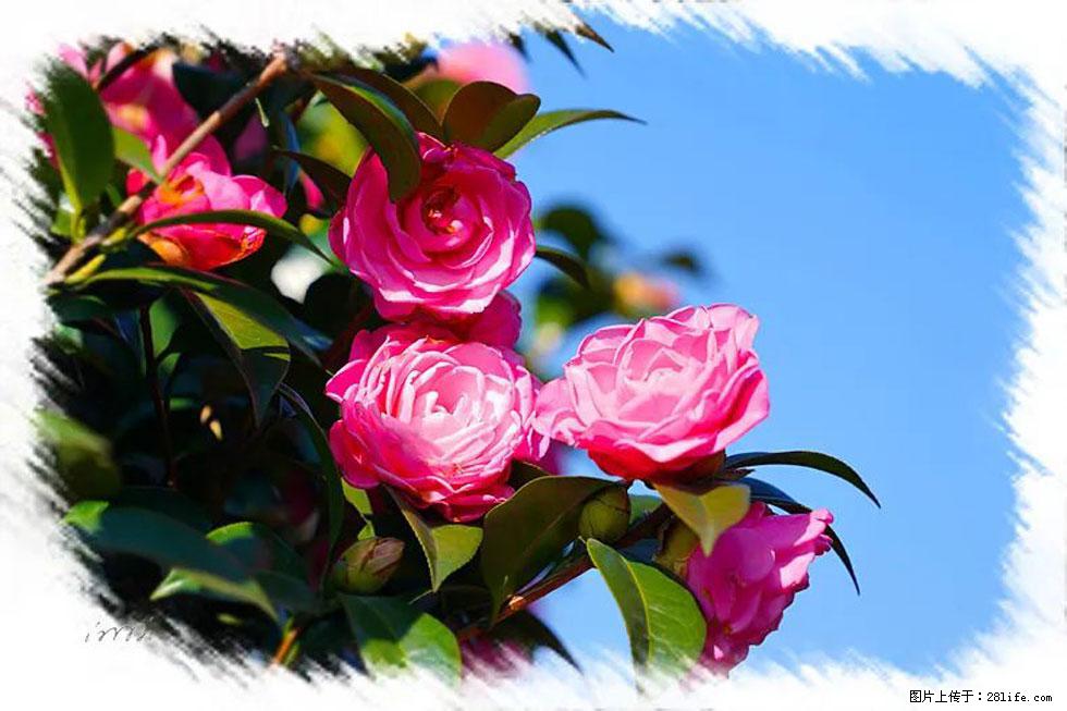 【春天，广西桂林灌阳县向您发出邀请！】杨柳井茶花惹人爱 - 游山玩水 - 吕梁生活社区 - 吕梁28生活网 lvliang.28life.net