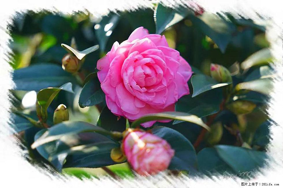 【春天，广西桂林灌阳县向您发出邀请！】杨柳井茶花惹人爱 - 游山玩水 - 吕梁生活社区 - 吕梁28生活网 lvliang.28life.net
