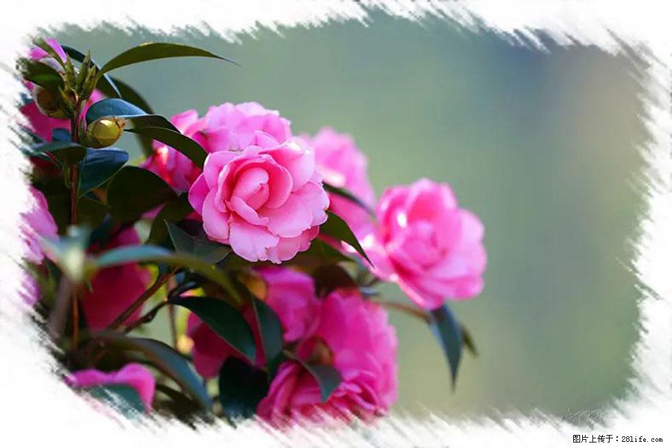 【春天，广西桂林灌阳县向您发出邀请！】杨柳井茶花惹人爱 - 游山玩水 - 吕梁生活社区 - 吕梁28生活网 lvliang.28life.net