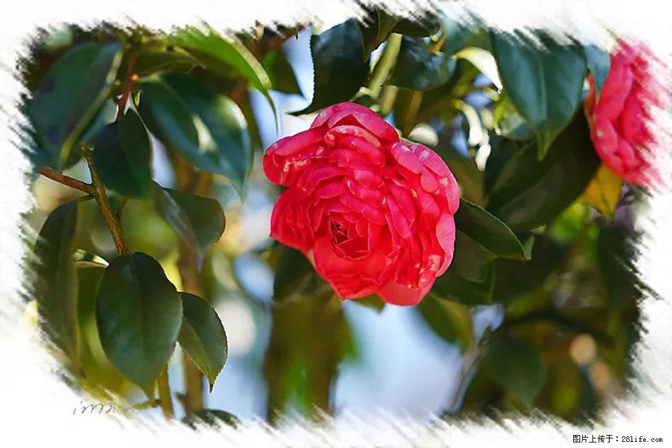 【春天，广西桂林灌阳县向您发出邀请！】杨柳井茶花惹人爱 - 游山玩水 - 吕梁生活社区 - 吕梁28生活网 lvliang.28life.net