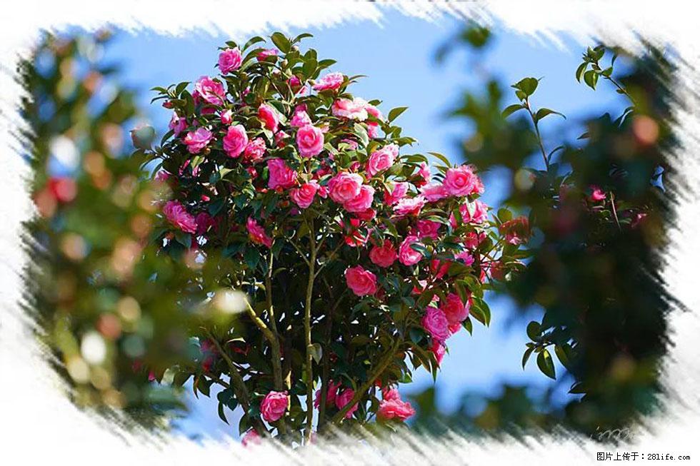 【春天，广西桂林灌阳县向您发出邀请！】杨柳井茶花惹人爱 - 游山玩水 - 吕梁生活社区 - 吕梁28生活网 lvliang.28life.net