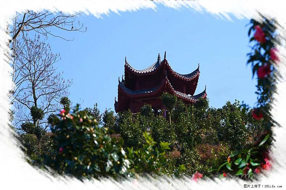 【春天，广西桂林灌阳县向您发出邀请！】杨柳井茶花惹人爱 - 游山玩水 - 吕梁生活社区 - 吕梁28生活网 lvliang.28life.net