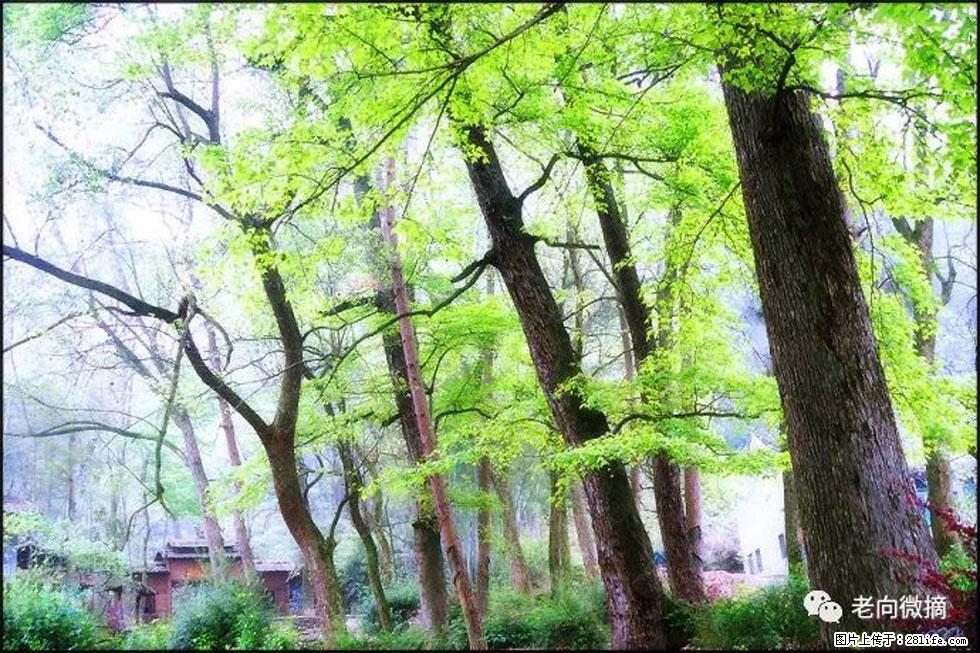 【春天，广西桂林灌阳县向您发出邀请！】在小龙村与春天约会 - 游山玩水 - 吕梁生活社区 - 吕梁28生活网 lvliang.28life.net