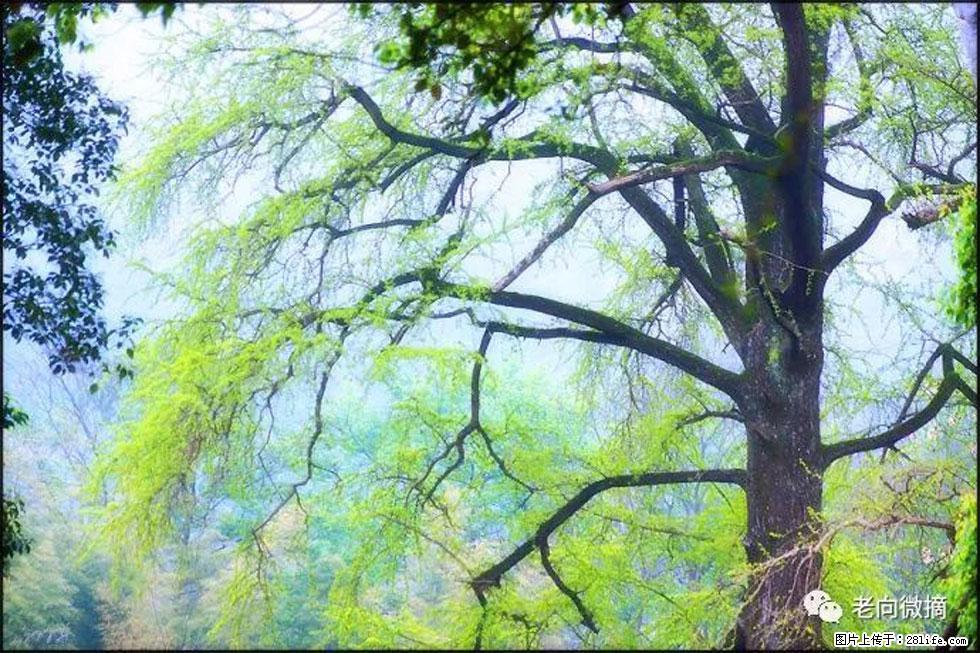 【春天，广西桂林灌阳县向您发出邀请！】在小龙村与春天约会 - 游山玩水 - 吕梁生活社区 - 吕梁28生活网 lvliang.28life.net