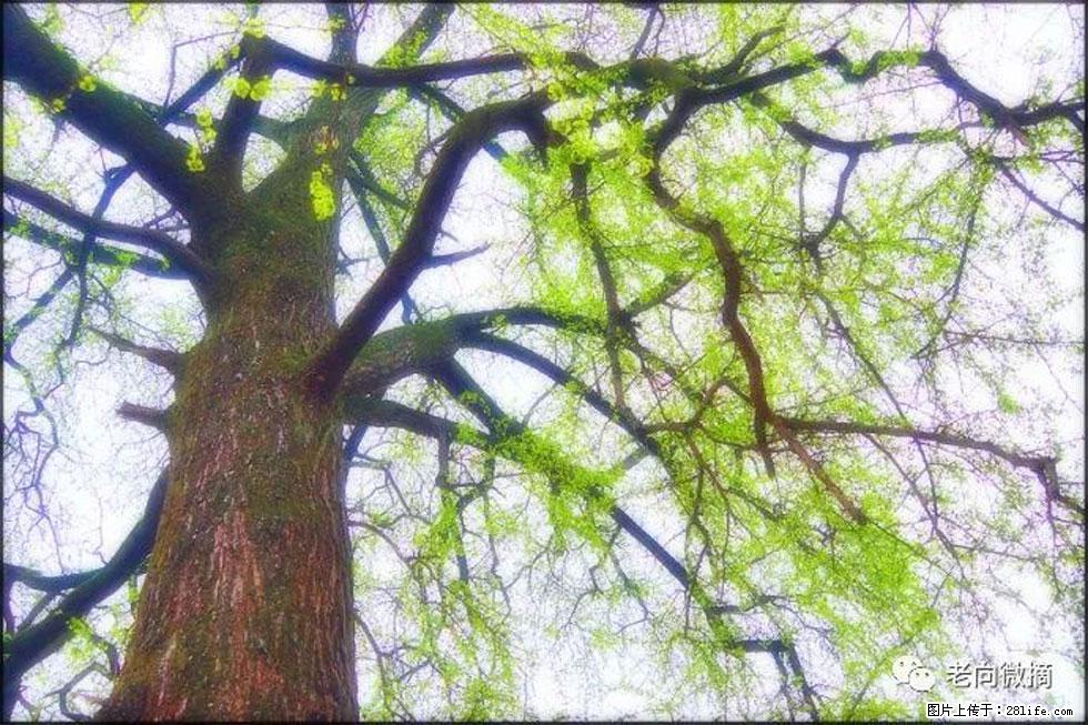 【春天，广西桂林灌阳县向您发出邀请！】在小龙村与春天约会 - 游山玩水 - 吕梁生活社区 - 吕梁28生活网 lvliang.28life.net