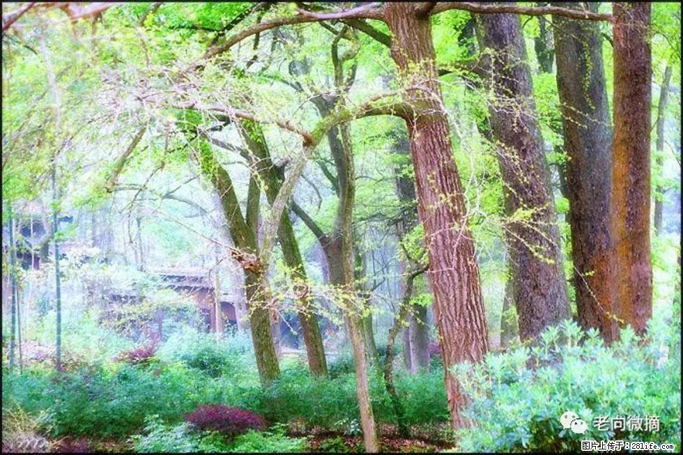 【春天，广西桂林灌阳县向您发出邀请！】在小龙村与春天约会 - 游山玩水 - 吕梁生活社区 - 吕梁28生活网 lvliang.28life.net