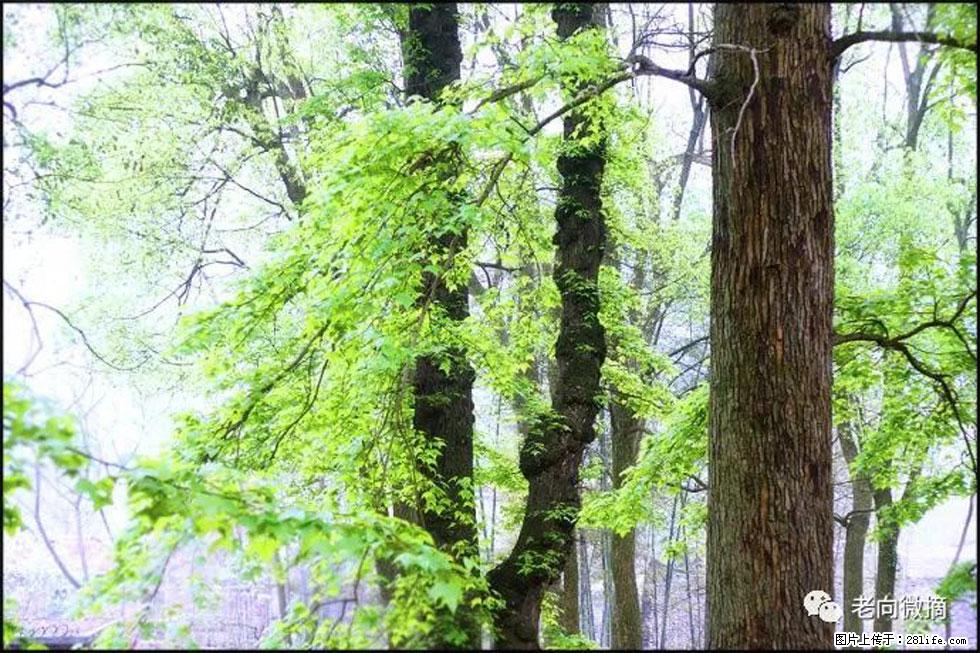 【春天，广西桂林灌阳县向您发出邀请！】在小龙村与春天约会 - 游山玩水 - 吕梁生活社区 - 吕梁28生活网 lvliang.28life.net