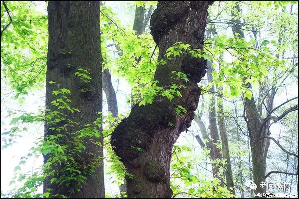 【春天，广西桂林灌阳县向您发出邀请！】在小龙村与春天约会 - 游山玩水 - 吕梁生活社区 - 吕梁28生活网 lvliang.28life.net