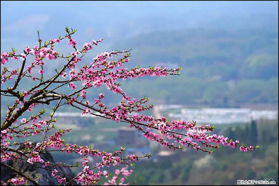 【春天，广西桂林灌阳县向您发出邀请！】望月岭上桃花开 - 游山玩水 - 吕梁生活社区 - 吕梁28生活网 lvliang.28life.net