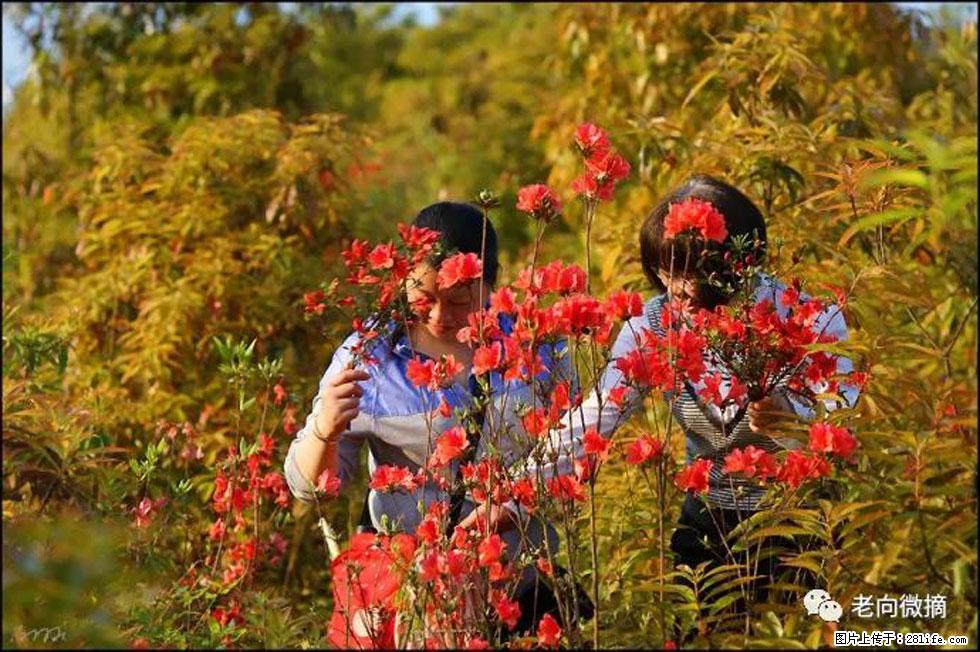 【春天，广西桂林灌阳县向您发出邀请！】登麒麟山，相约映山红 - 游山玩水 - 吕梁生活社区 - 吕梁28生活网 lvliang.28life.net