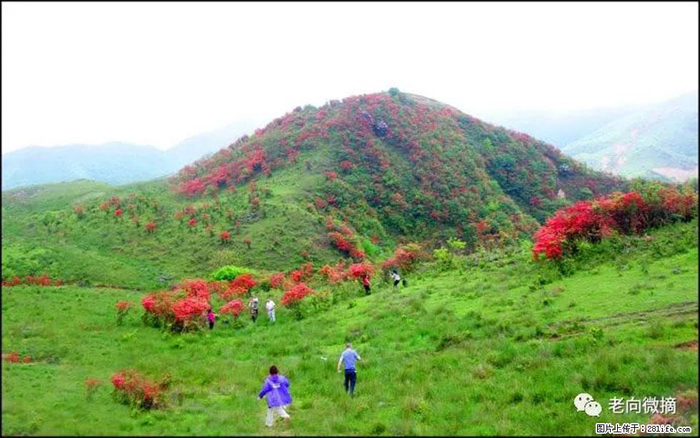 【春天，广西桂林灌阳县向您发出邀请！】宝盖山上映山红 - 游山玩水 - 吕梁生活社区 - 吕梁28生活网 lvliang.28life.net