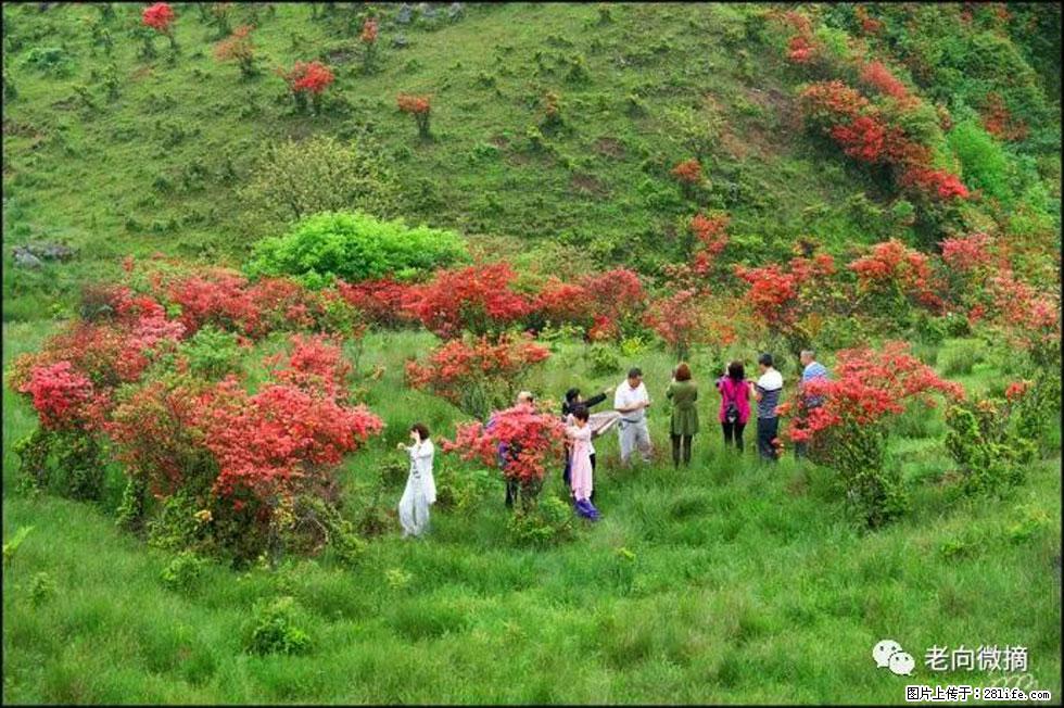 【春天，广西桂林灌阳县向您发出邀请！】宝盖山上映山红 - 游山玩水 - 吕梁生活社区 - 吕梁28生活网 lvliang.28life.net