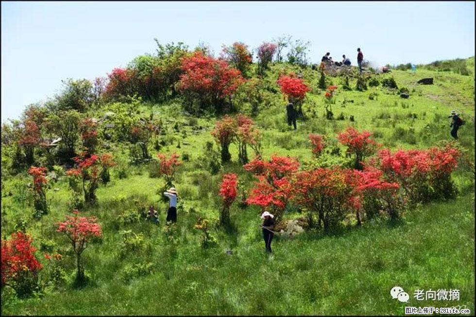 【春天，广西桂林灌阳县向您发出邀请！】宝盖山上映山红 - 游山玩水 - 吕梁生活社区 - 吕梁28生活网 lvliang.28life.net
