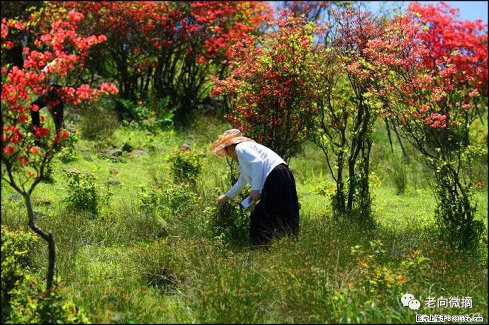 【春天，广西桂林灌阳县向您发出邀请！】宝盖山上映山红 - 游山玩水 - 吕梁生活社区 - 吕梁28生活网 lvliang.28life.net