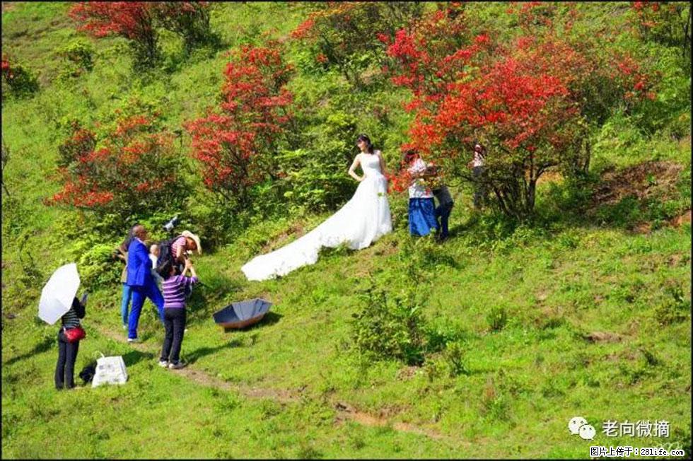 【春天，广西桂林灌阳县向您发出邀请！】宝盖山上映山红 - 游山玩水 - 吕梁生活社区 - 吕梁28生活网 lvliang.28life.net
