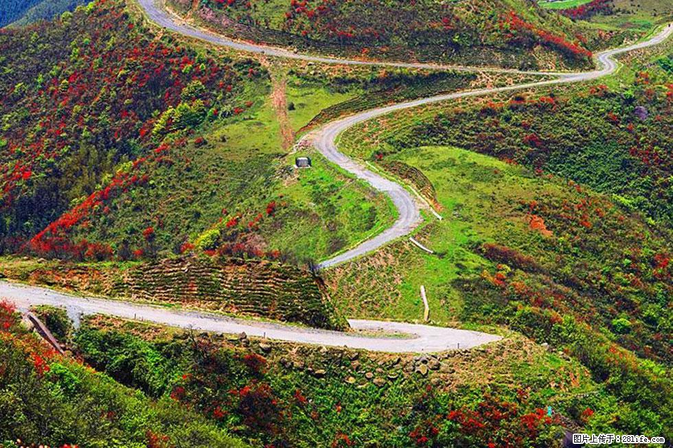【春天，广西桂林灌阳县向您发出邀请！】春木界上映山红 - 游山玩水 - 吕梁生活社区 - 吕梁28生活网 lvliang.28life.net