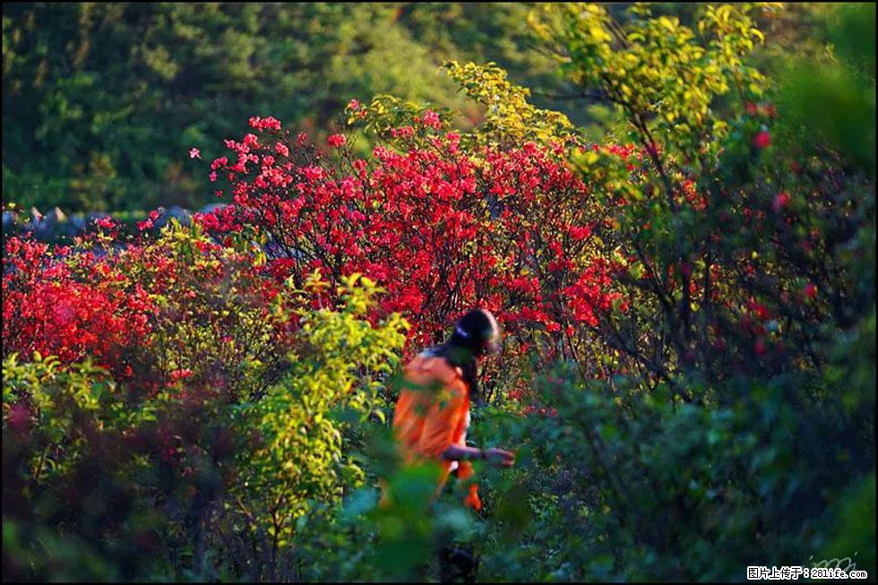 【春天，广西桂林灌阳县向您发出邀请！】春木界上映山红 - 游山玩水 - 吕梁生活社区 - 吕梁28生活网 lvliang.28life.net