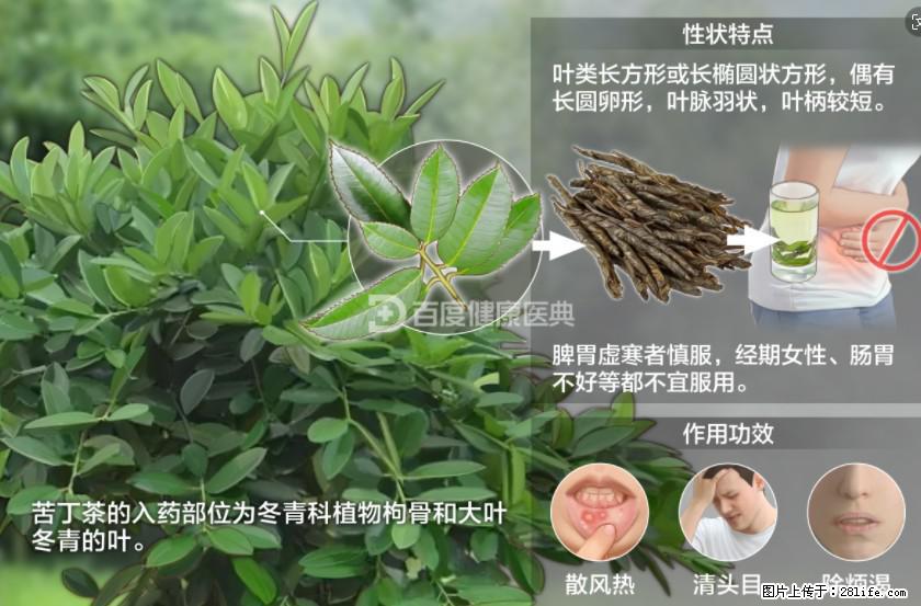 苦丁茶有哪些功效和作用 - 生活百科 - 吕梁生活社区 - 吕梁28生活网 lvliang.28life.net