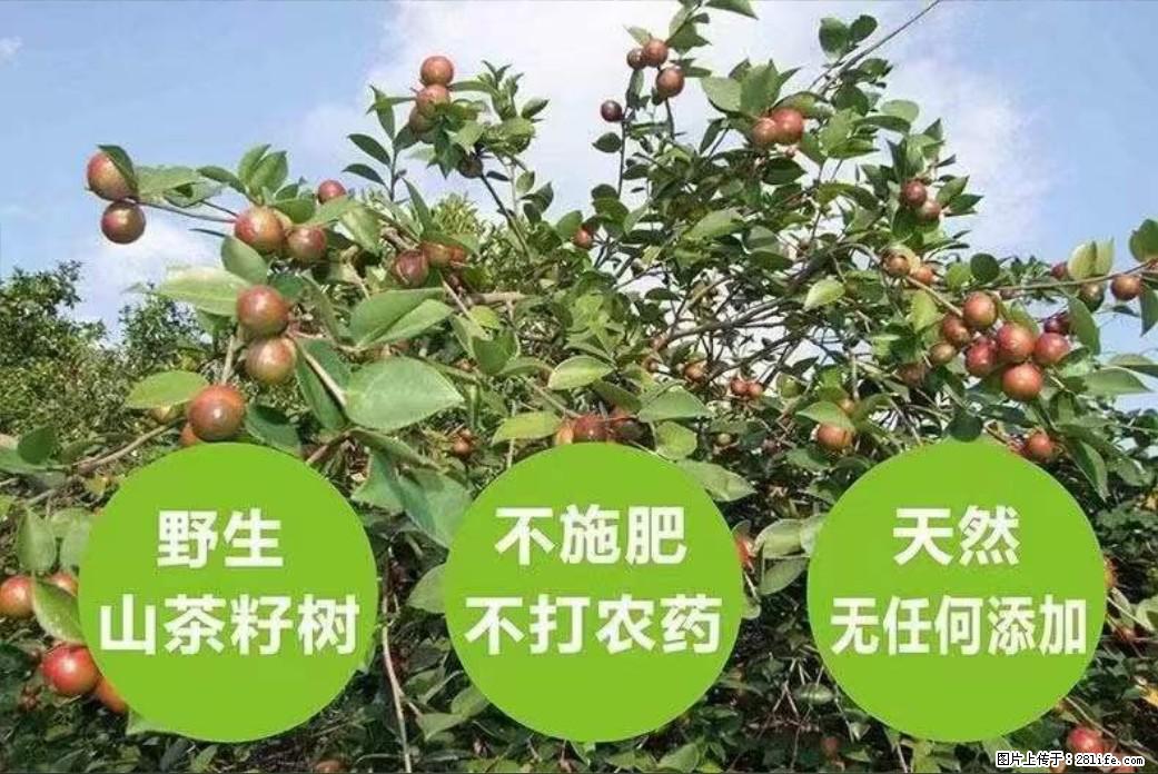 【灌阳县油茶产业示范区】一个有着充实的精神生活的人，对待身外之物自会有一种淡泊的态度 - 美食天地 - 吕梁生活社区 - 吕梁28生活网 lvliang.28life.net