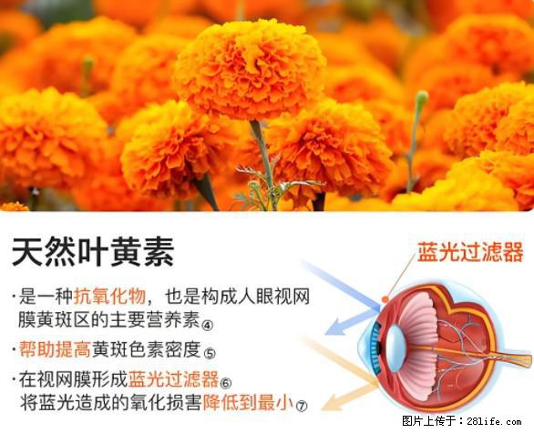 叶黄素有什么功效和作用 - 生活百科 - 吕梁生活社区 - 吕梁28生活网 lvliang.28life.net