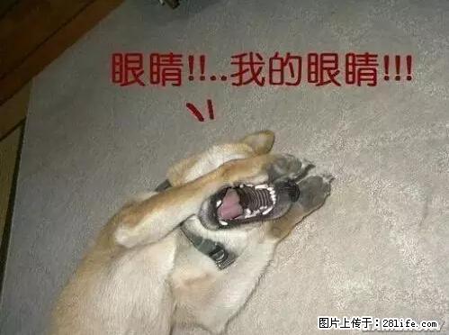 笑癫了！一女的怀孕三年未生，他终于忍不住了... - 娱乐八卦 - 吕梁生活社区 - 吕梁28生活网 lvliang.28life.net