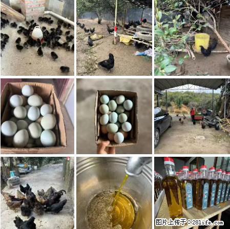 油茶园从小鸡仔开始养起的纯土鸡、土鸡蛋可以预定啦！还有前几天刚榨的纯山茶油哦 - 美食天地 - 吕梁生活社区 - 吕梁28生活网 lvliang.28life.net