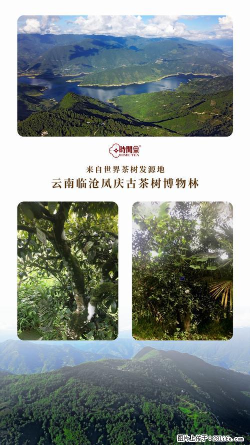 时间果百年古树2025年春红茶 - 购物交流 - 吕梁生活社区 - 吕梁28生活网 lvliang.28life.net