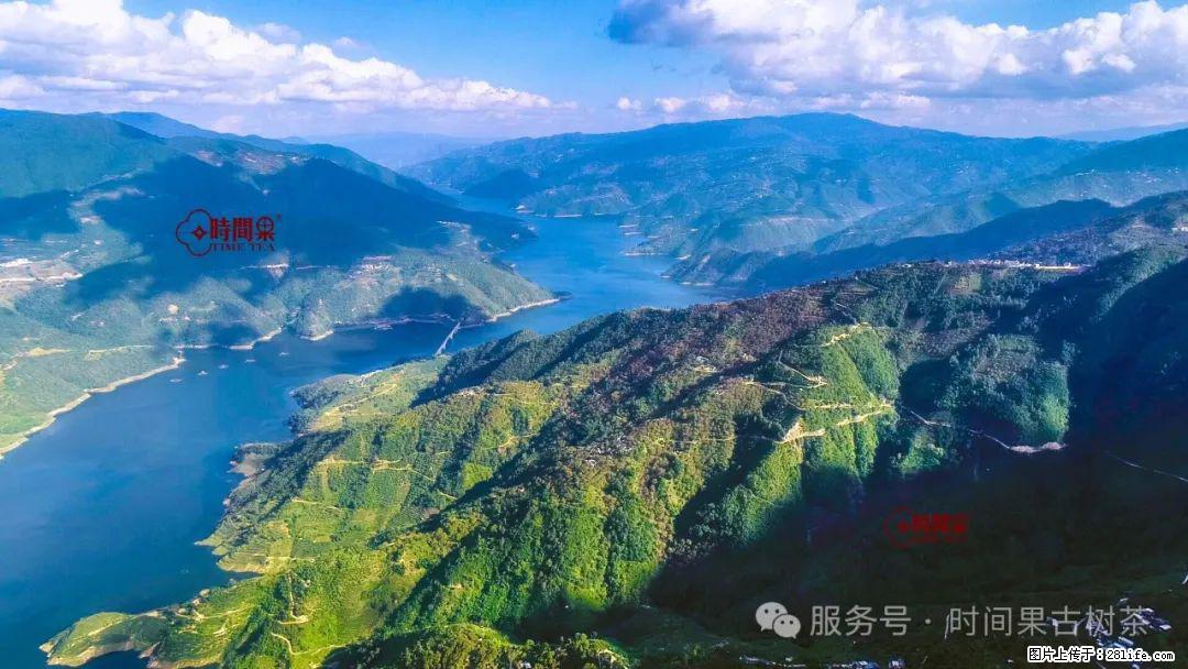 时间果百年古树龙珠普洱生茶 - 购物交流 - 吕梁生活社区 - 吕梁28生活网 lvliang.28life.net