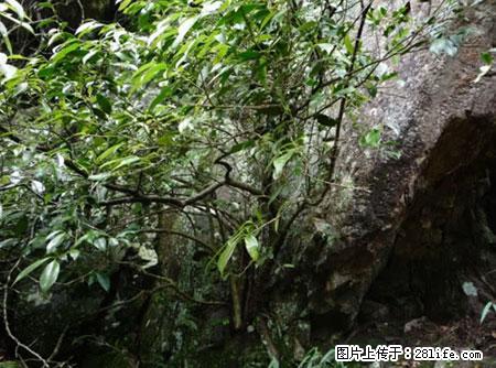 平乐石崖茶，珍贵仅次于金花茶 - 吕梁生活资讯 - 吕梁28生活网 lvliang.28life.net