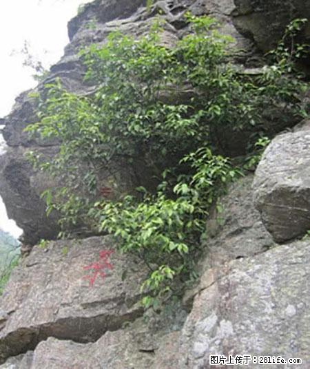 平乐石崖茶，珍贵仅次于金花茶 - 吕梁生活资讯 - 吕梁28生活网 lvliang.28life.net