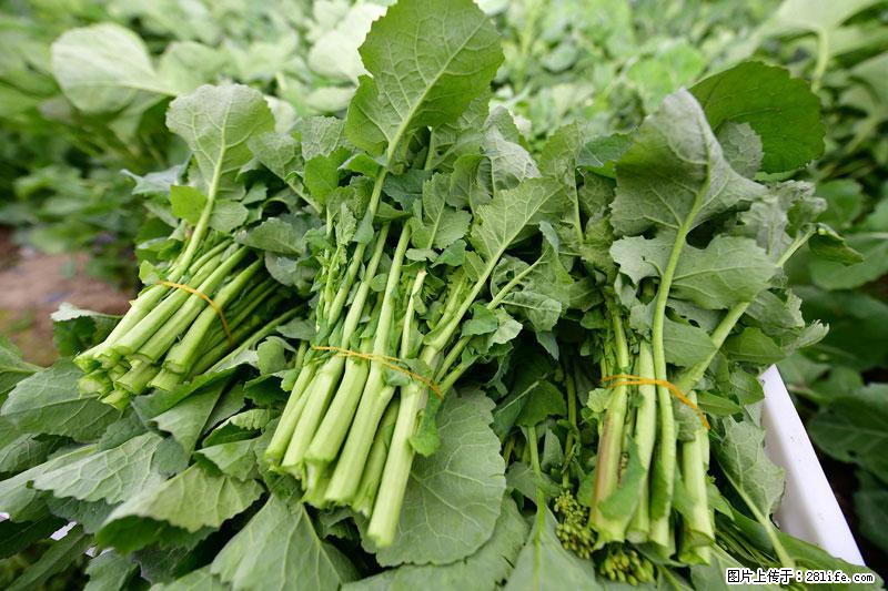 这些蔬菜是“天然钙片”，这6种被医生重点推荐 - 吕梁生活资讯 - 吕梁28生活网 lvliang.28life.net